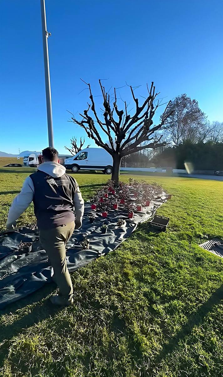 Messa a dimora di nuove piante sotto un albero appena potato, in pianura