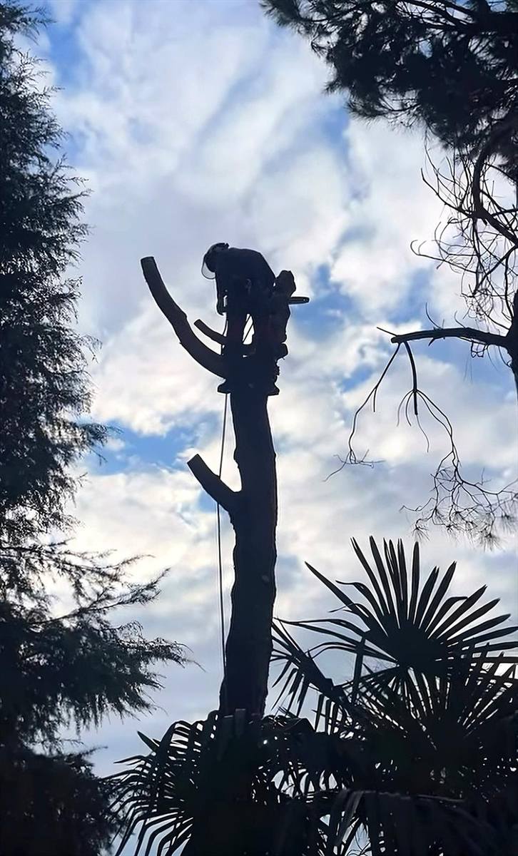 Operatore in tree climbing in cima al tronco, durante lo smontaggio di un albero