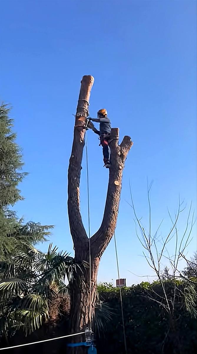 Smontaggio controllato di un albero in tree climbing