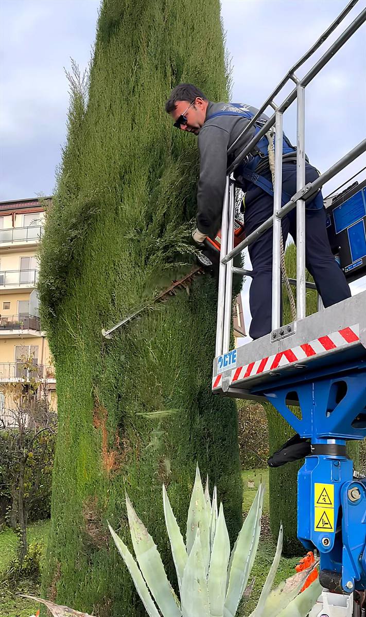 Regolarizzazione di una siepe alta di conifere dal cestello, con tagliasiepi
