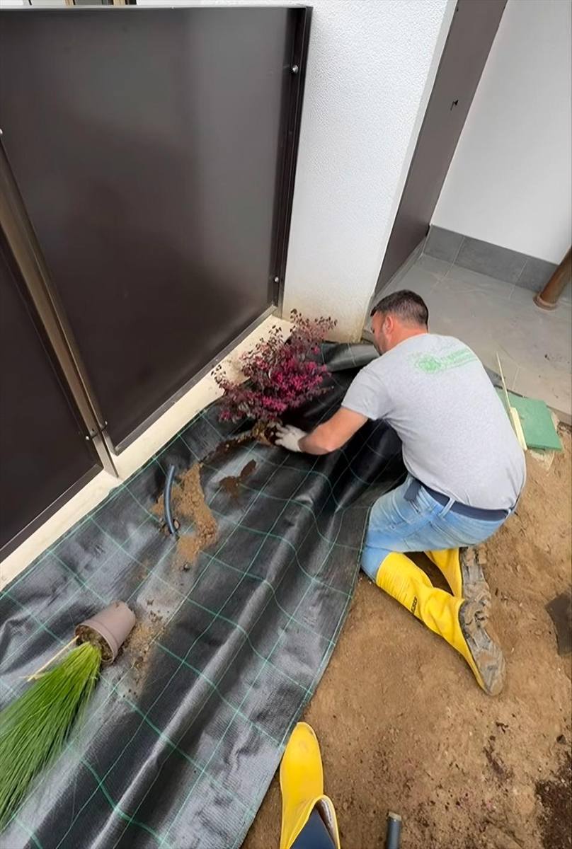 Arbusto messo a dimora attraverso il telo pacciamante, in una bordura lungo la recinzione