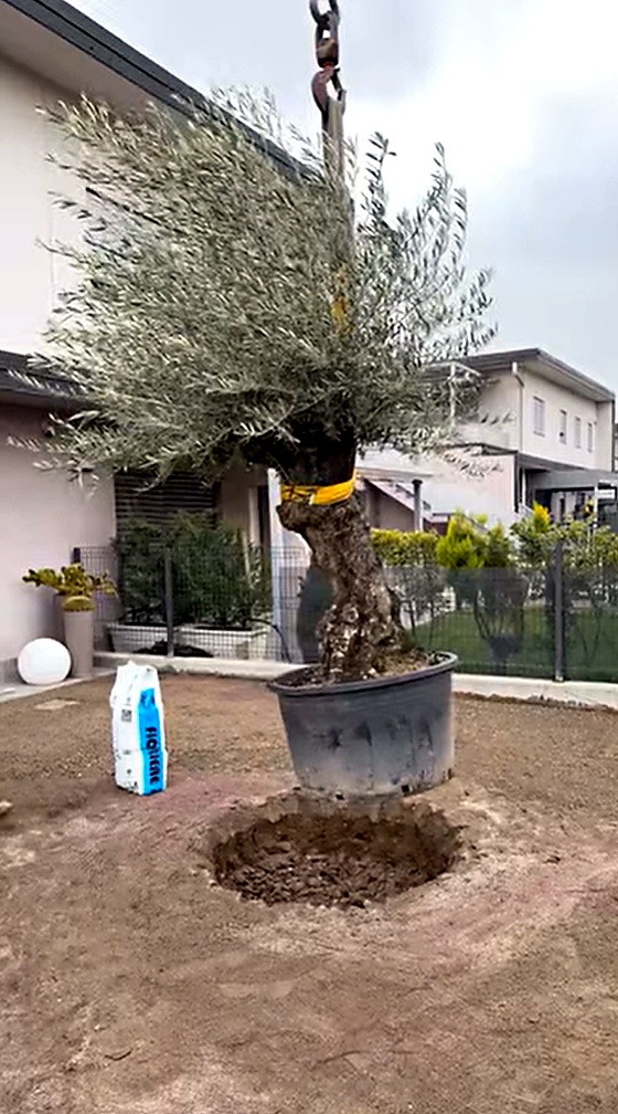 Realizzazione e manutenzione giardino in provincia di Bergamo