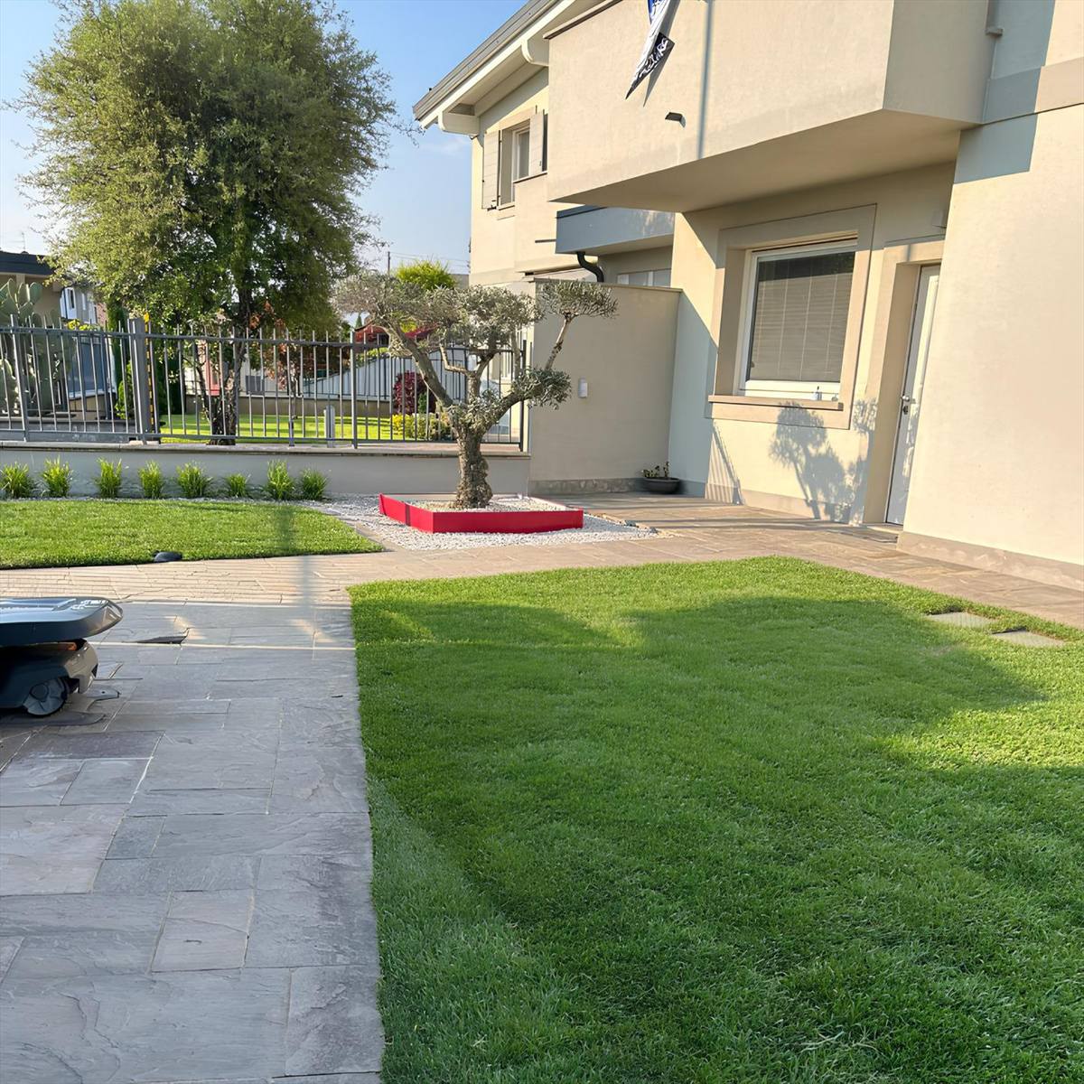 Giardino finito con prato fitto, camminamento in pietra e olivo in aiuola di ghiaia