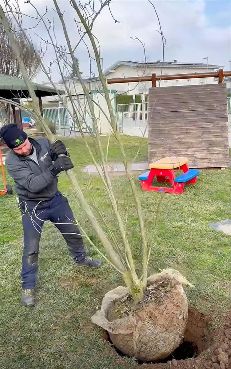 Operatore che raddrizza un albero a più fusti calato nella buca, con la zolla ancora fasciata in juta e rete
