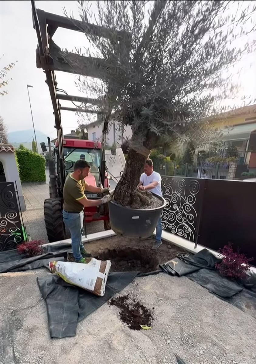 Due operatori accompagnano un olivo calato dal caricatore del trattore, sul telo pacciamante già steso