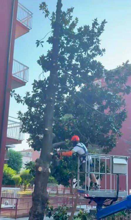Potatura di una magnolia dal cestello davanti a una palazzina