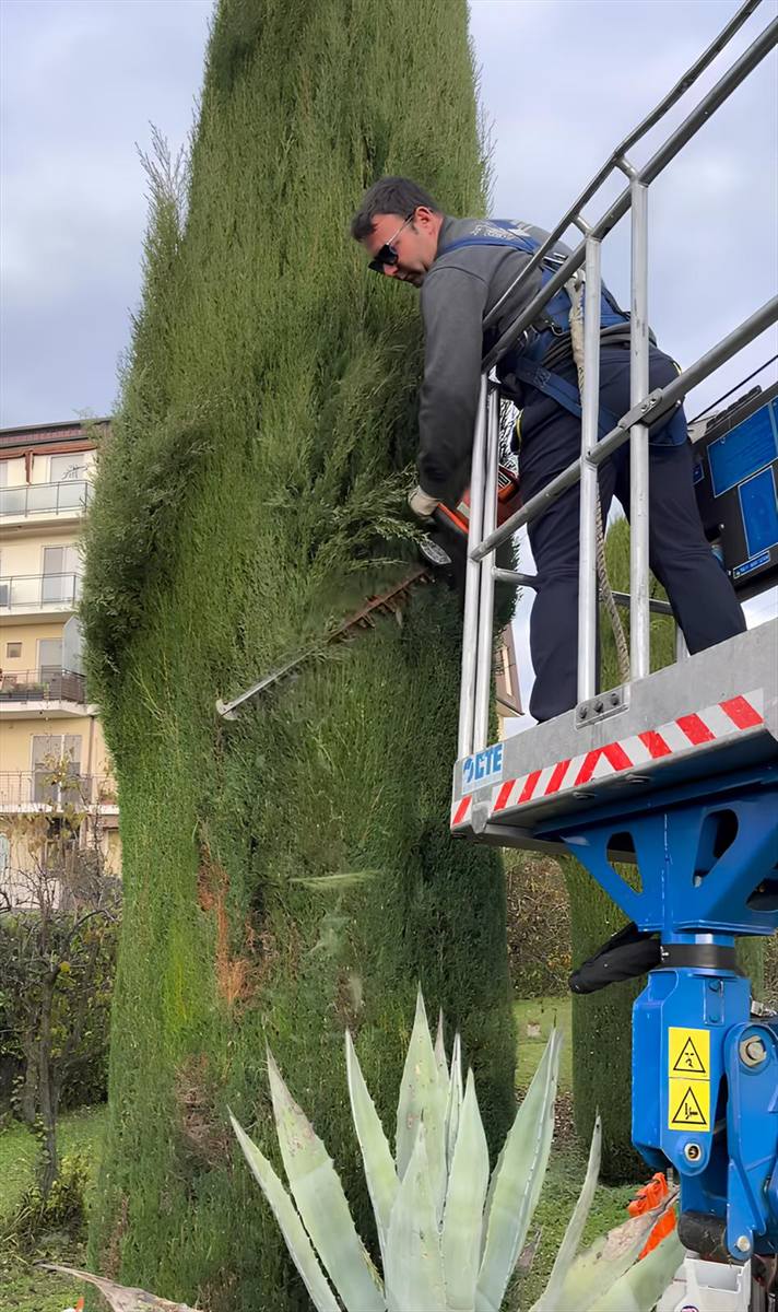 Regolarizzazione di una siepe alta di conifere con il tagliasiepi, lavorando dal cestello