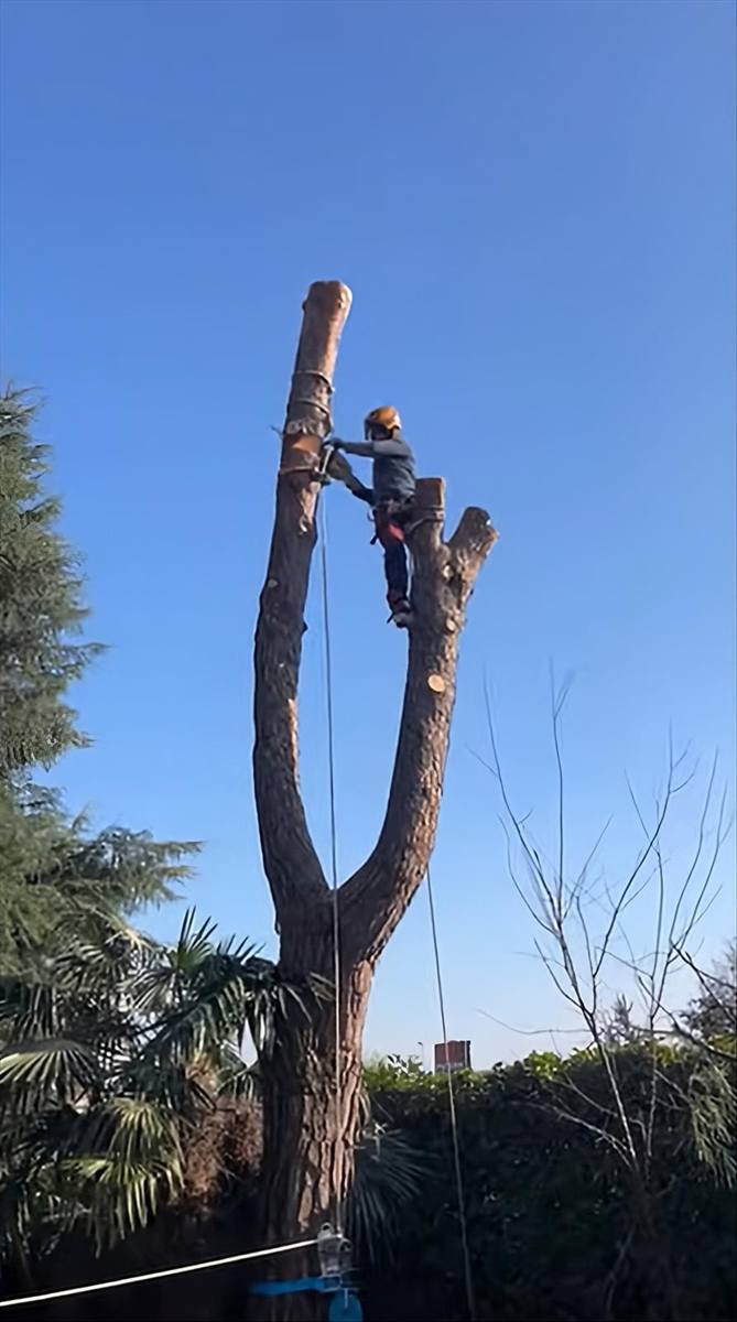 Operatore in imbrago e casco in cima a un fusto biforcato, durante lo smontaggio per sezioni con la corda di calata