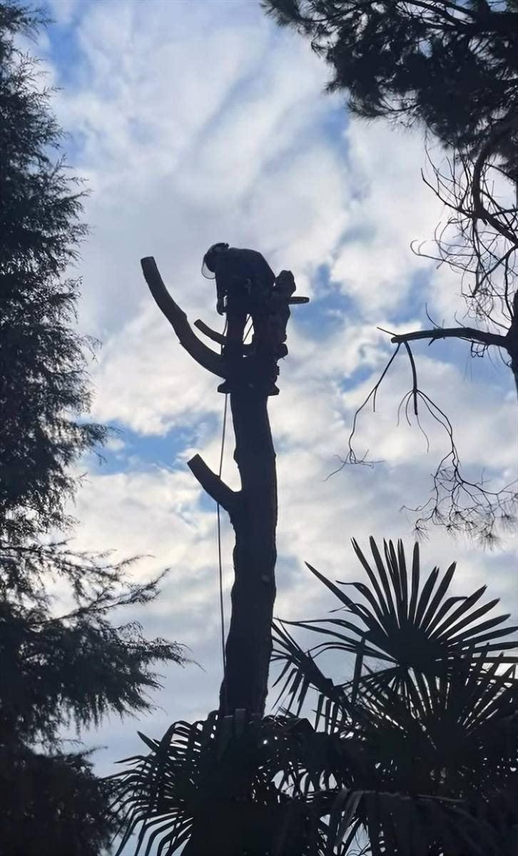 Sagoma controluce dell'operatore in cima al fusto già smontato, fra pini e palme