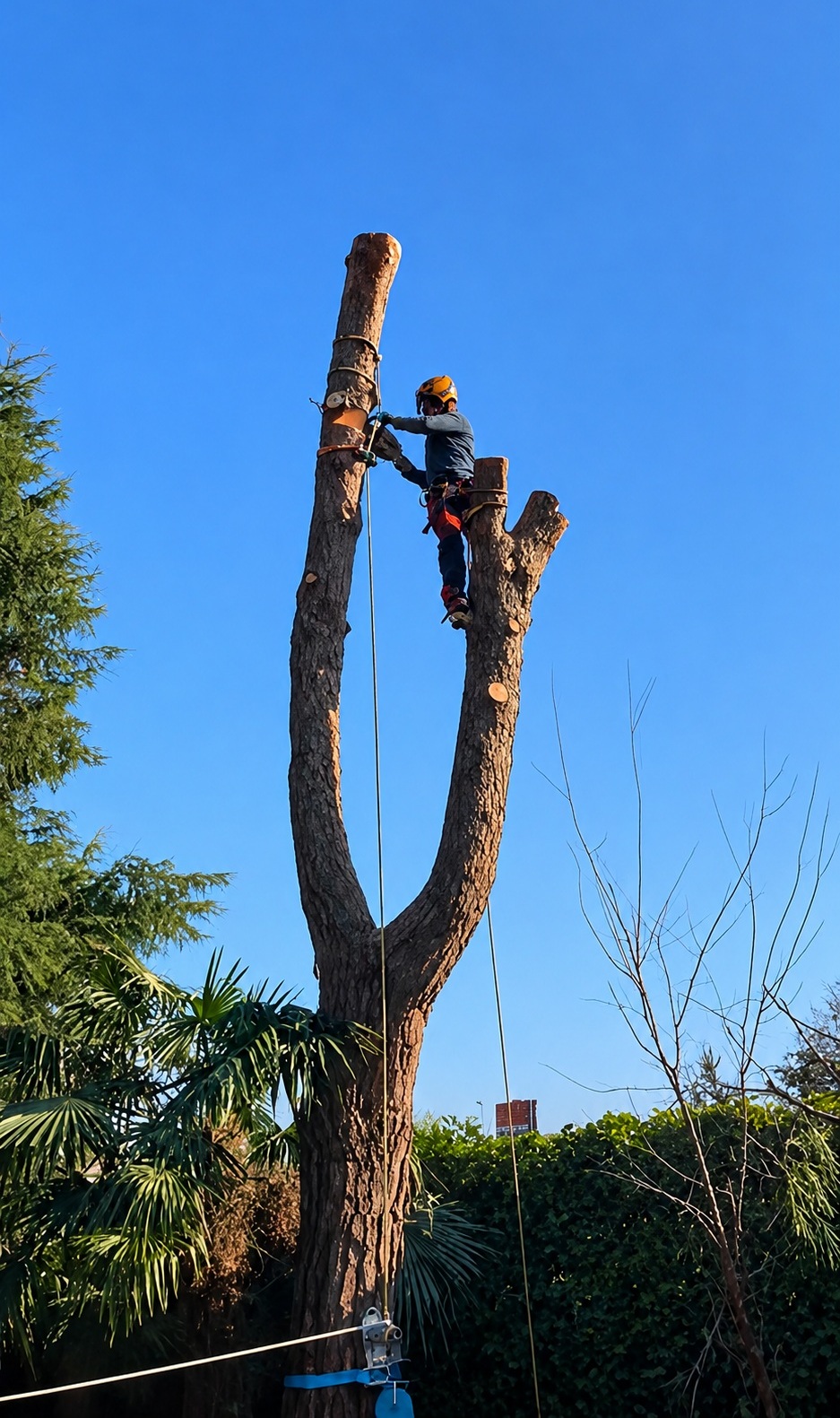 Treeclimbing per interventi su alberi alti