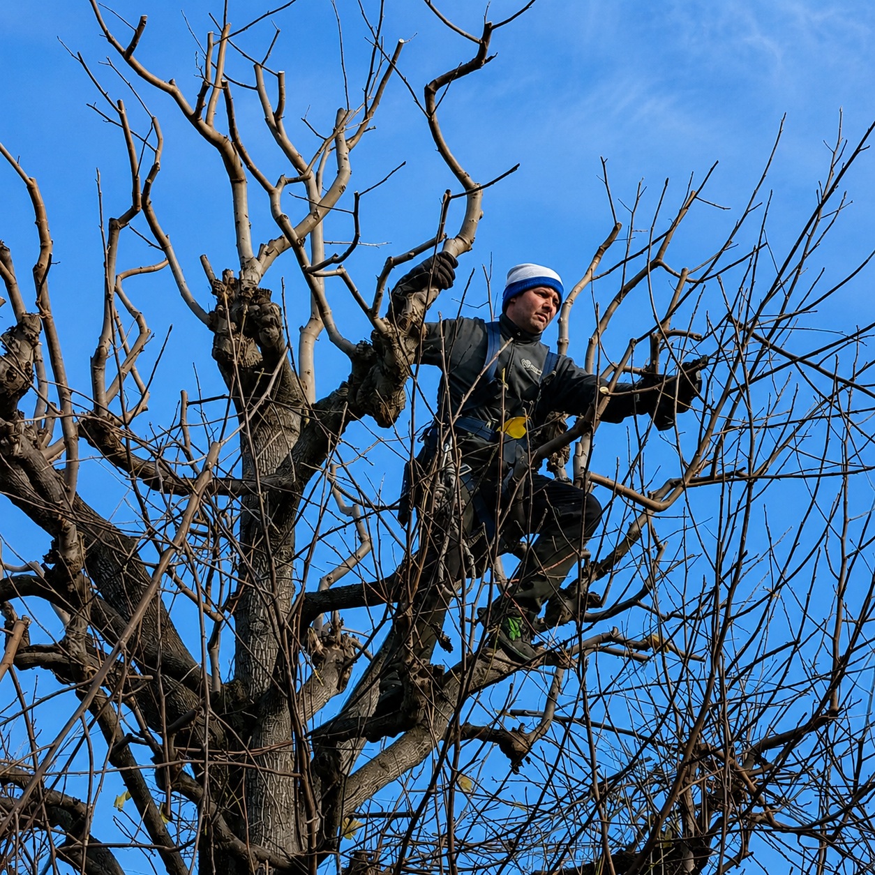 Potature e tree climbing